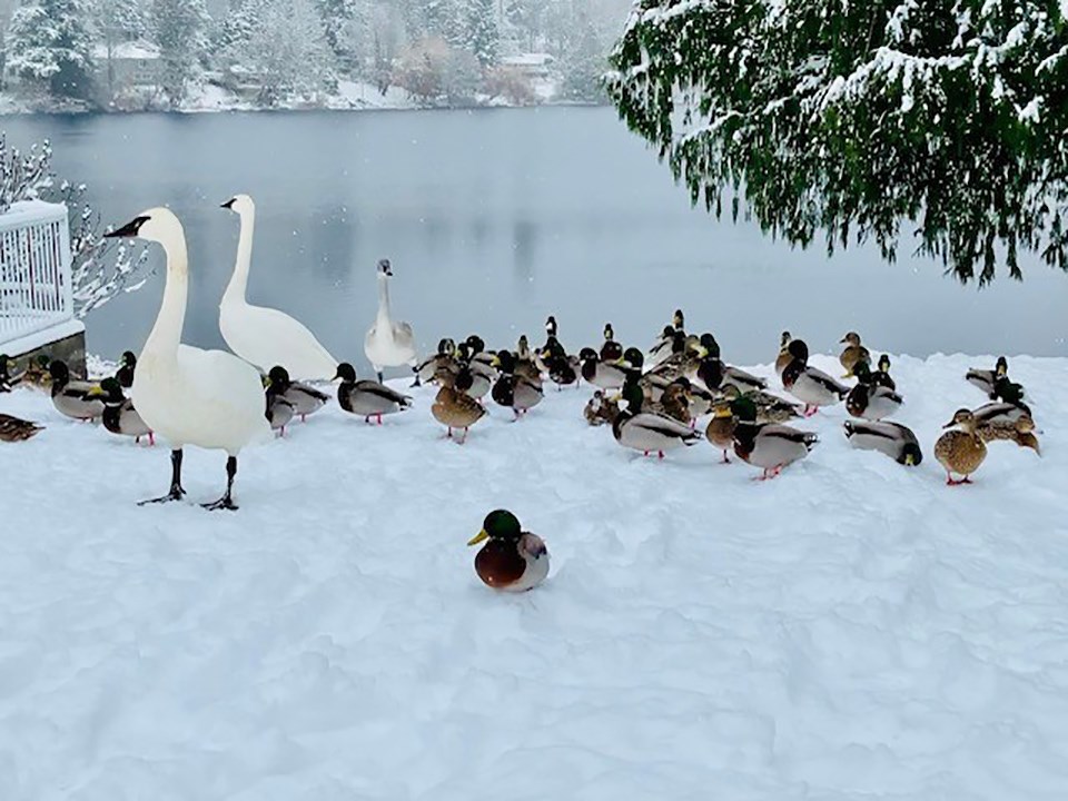 february_5_darlene_williams_cranberry-lake_ducks_swans