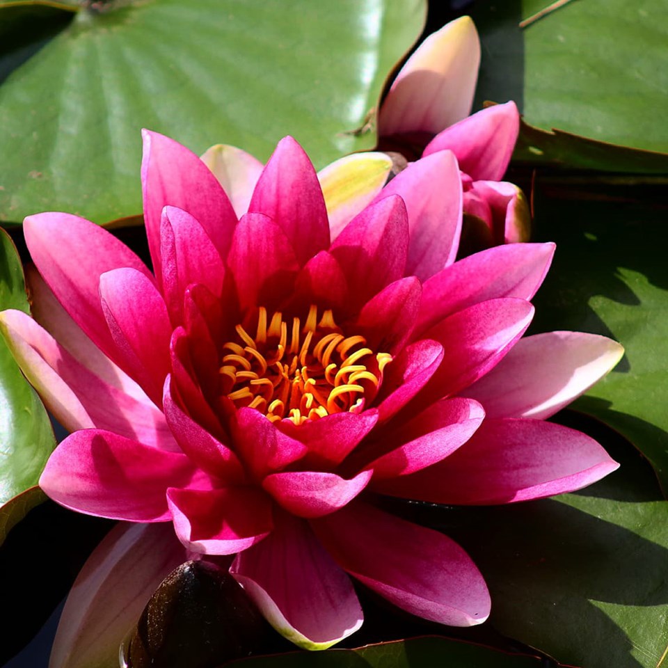 june_17_yolanda_gravnic_lily_myrtle_creek