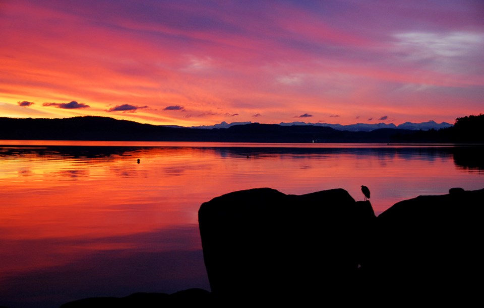 August_16_Rick_McGrath_Heron at Lang Bay