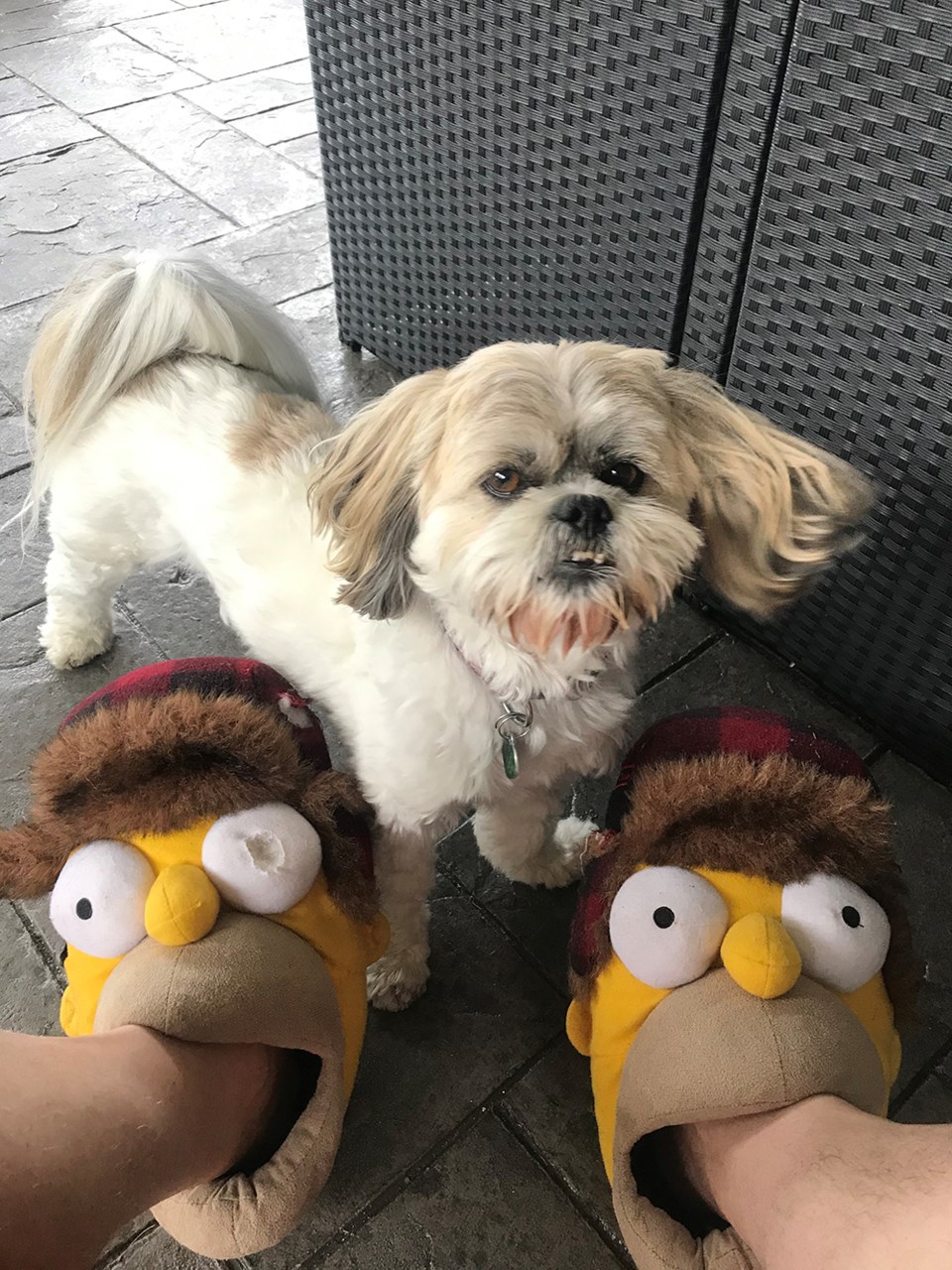 August_26_william_kato_lhasa_apso