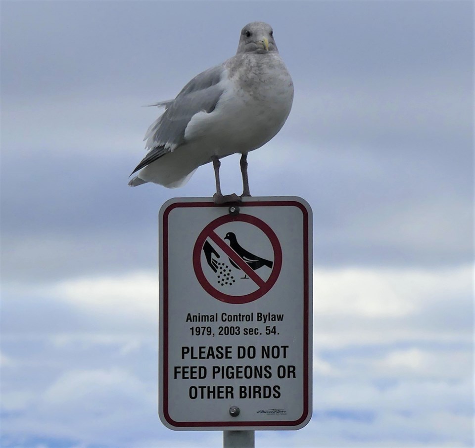 december_13_ian-currie-do-not-feed_seagull