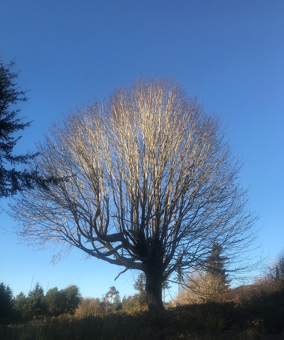 december_3_jacque_chalmers_tree-at-old-golf-course-in-november