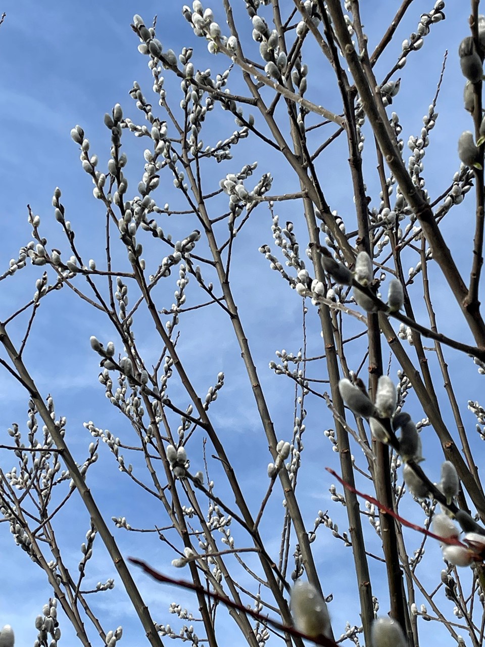 february_6_bill-richards_pussy_willow_townsite