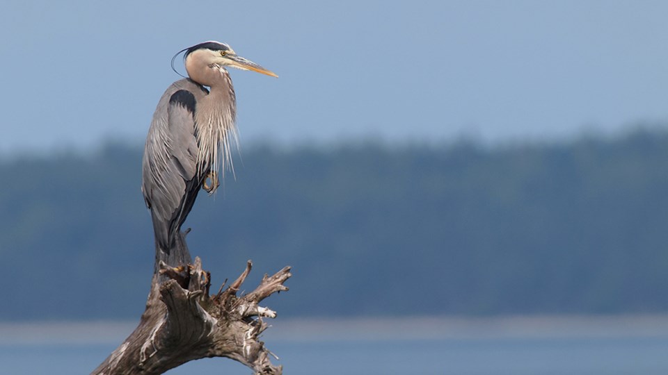 july_19_paul-den-ouden_blue-heron_south-harbour