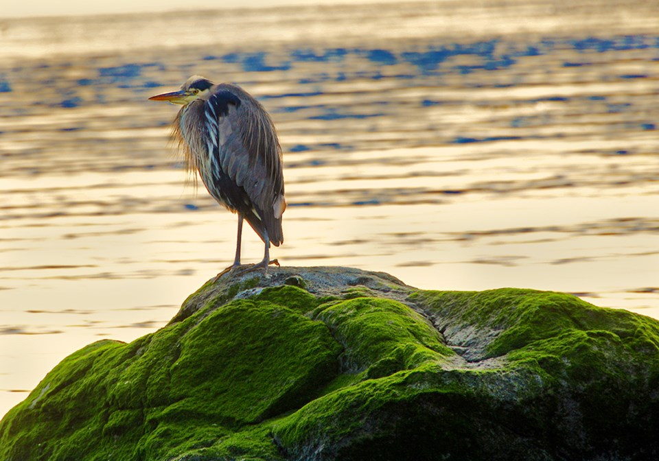 July_5_rick_mcgrath_ blue heron surveys palm beach