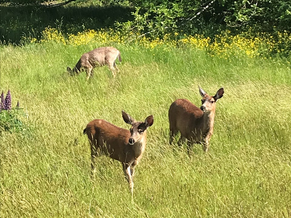 july_6_stuart_turner_deer_wildwood