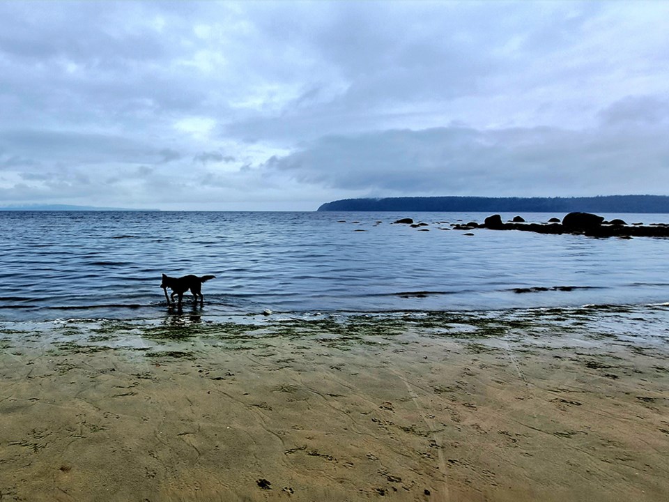 July_8_Joe Hargitt_my dog jack fetching a stick at Gibsons Beach on july 4