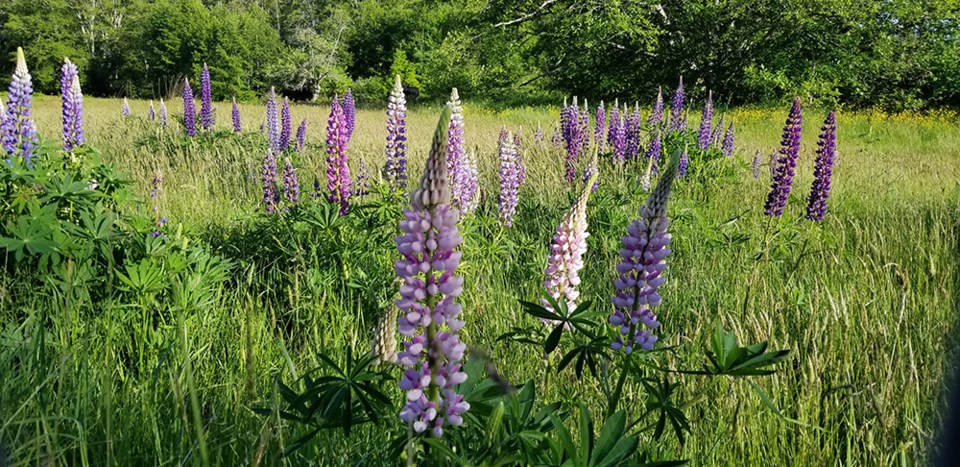 June_16_shane_carlson_lupine plants_wildwood