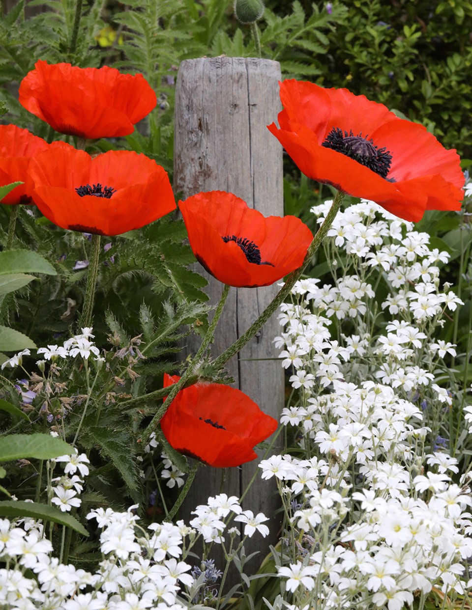 june_1_paul-den-ouden_townsite-poppies