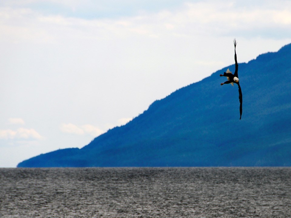 June_27_Rick_McGrath_Eagle makes a sharp turn at Palm Beach