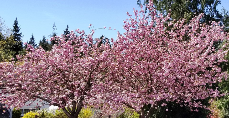 June_6_Cherry Blossoms_westview_Lisa_Hansen