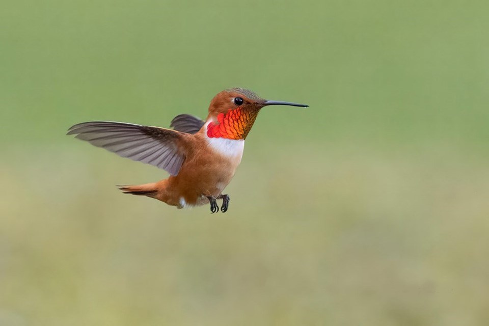 June_9_Celine Pollard_Rufous hummingbird_May_Garnet Rock Oceanside Resort