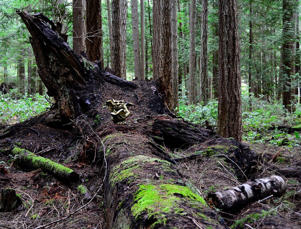 march_7_rick-mcgrath_forest_gargoyle_penticton_trails