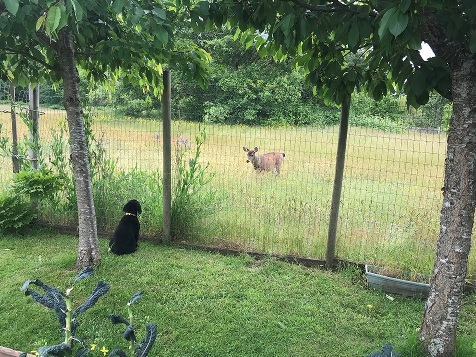 May 30_2022_Luci_deer_wildwood