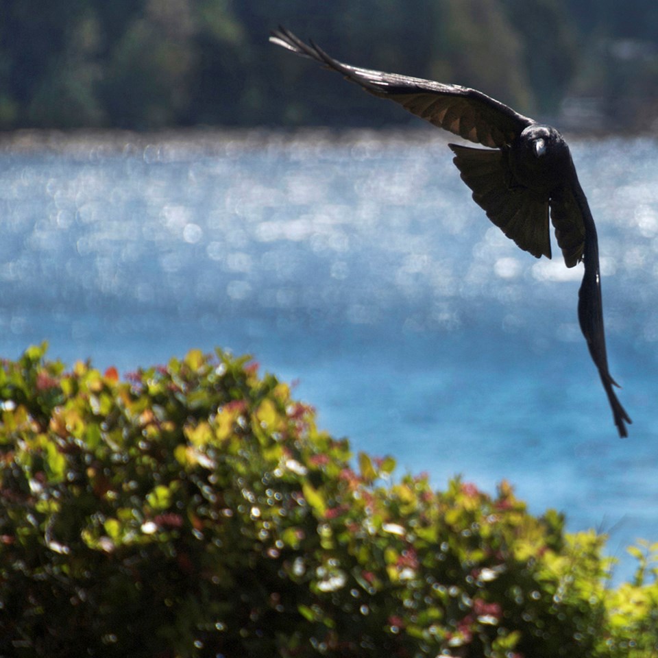 november_10_rick_mcgrath-incoming-crow-at-palm-beach