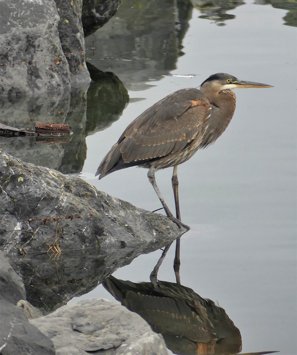 november_17_ian_currie_north_harbour_marina_heron_nov_4