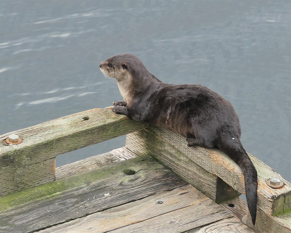 november_24_ian_currie_otter_south_marina_november