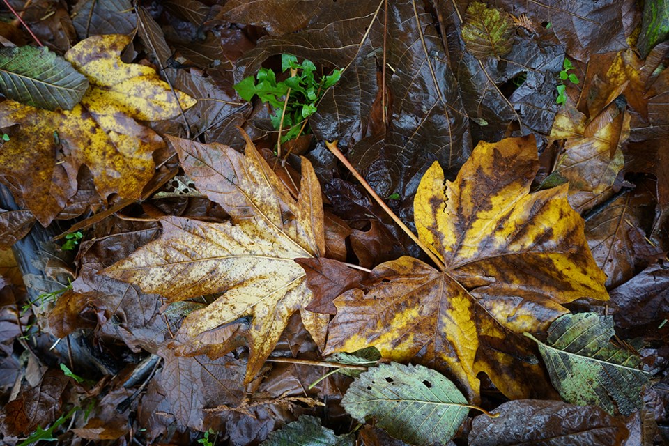 november_25_fall-leaves-millennium-trails_paul