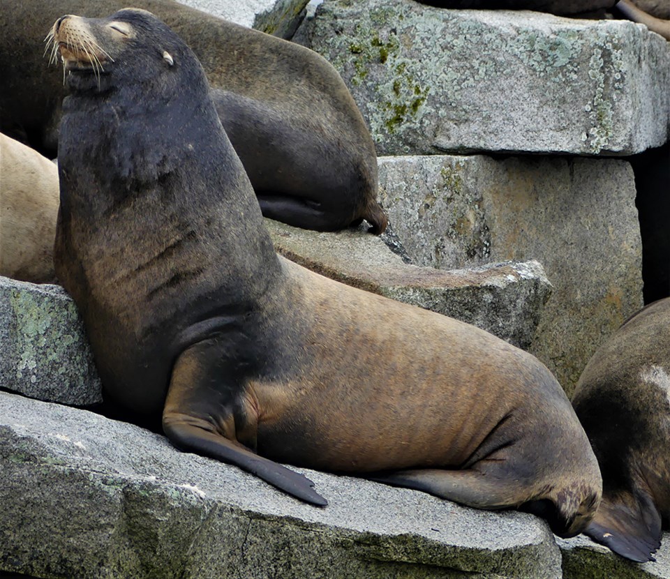 november_3_ian_currie_sea_lion_second_beach_breakwater