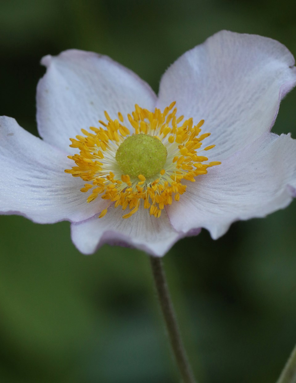 november_4_paul-den-ouden_windflower_townsite_triangle_garden