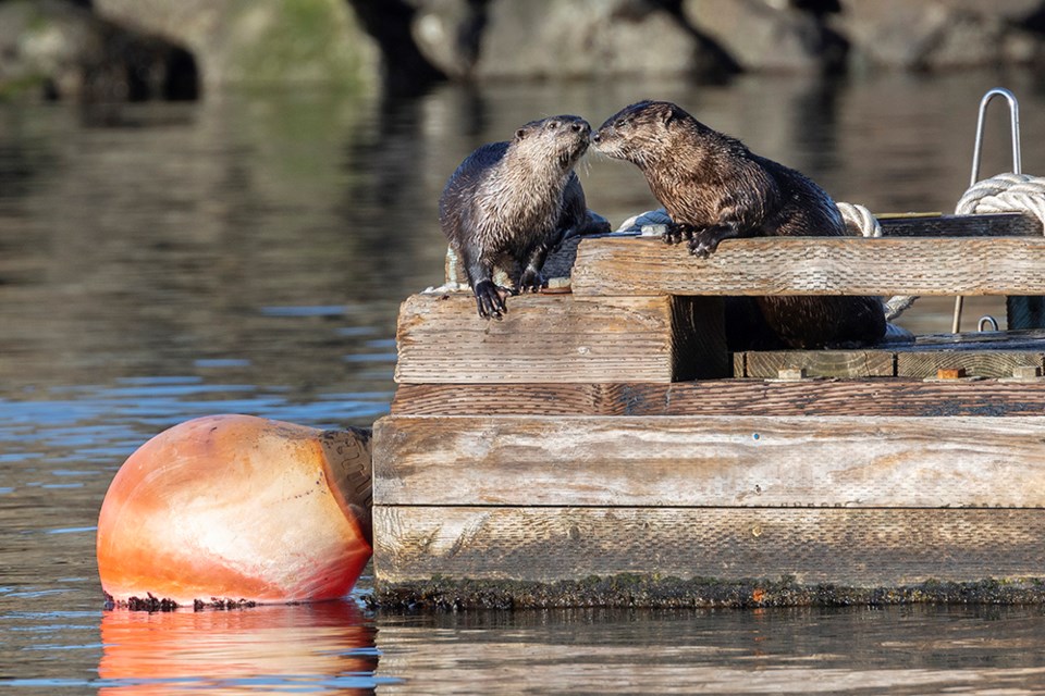 november_5_celine_pollard_river_otters_coast_guard_station