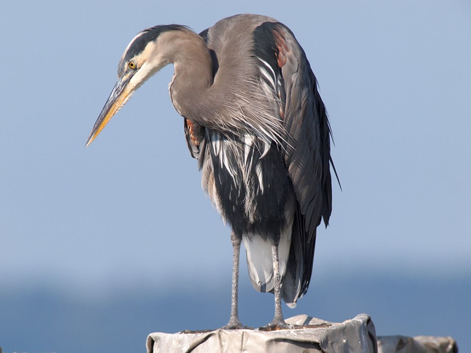 october_12_paul_den_ouden_blue_heron_westview_wharf