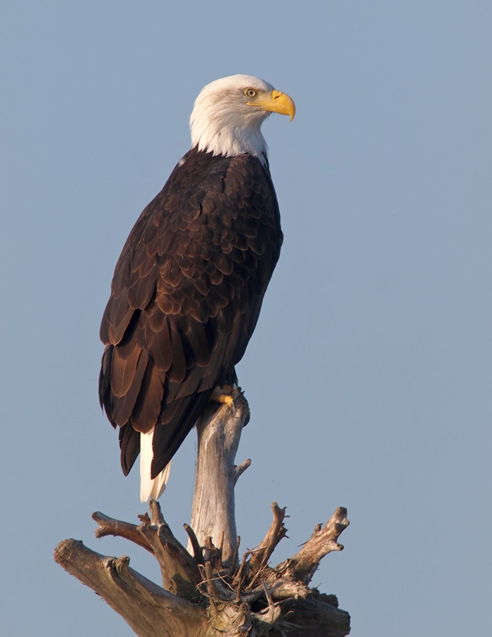 october_26_paul_den_ouden_south_harbour_eagle