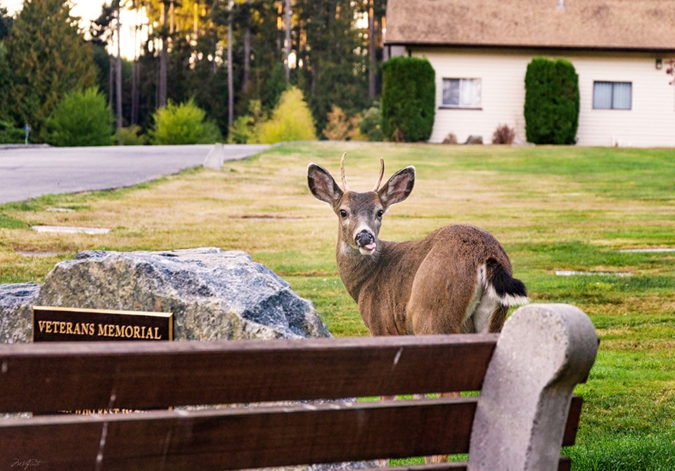october_28_vanesa_acuto_deer-at-the-cranberry-cemetery