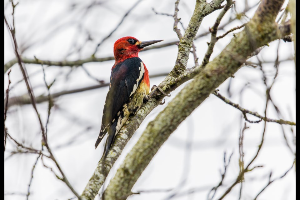 PART OF HISTORY: The Christmas bird count is in its 124th year and will take place in the qathet region on Saturday, December 16. Participants can count birds in their backyards, such as the red-breasted-sapsucker, which is a species of woodpecker.