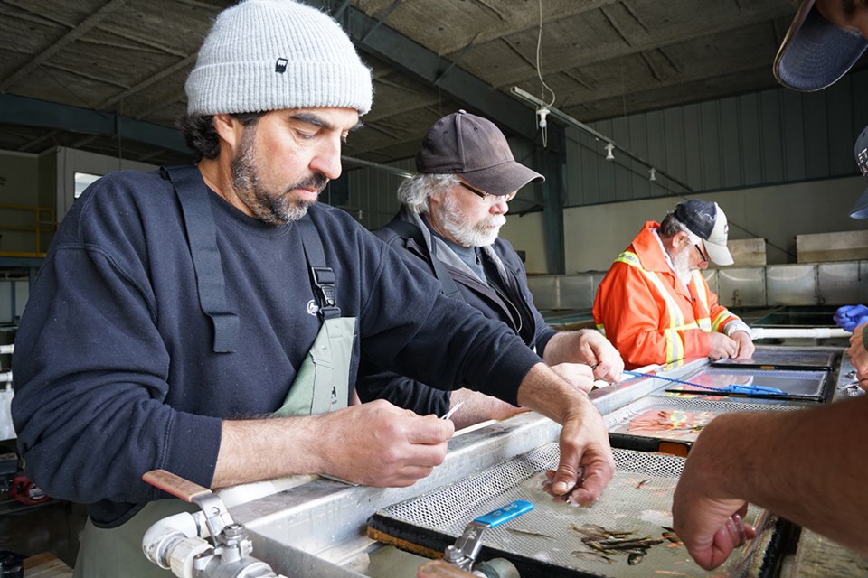 INTRICATE WORK: At the hatchery on the former Catalyst Paper Tis’kwat mill site, fish clippers [from left] Sam Sansalone, Jim Wilson from Fisheries and Oceans Canada, and Ken McDonald, remove adipose fins from coho salmon fry, marking them as hatchery fish.                               