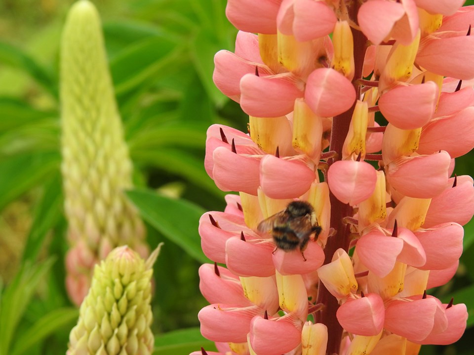 3026_lupins_bees-lesley_thorsell_photo
