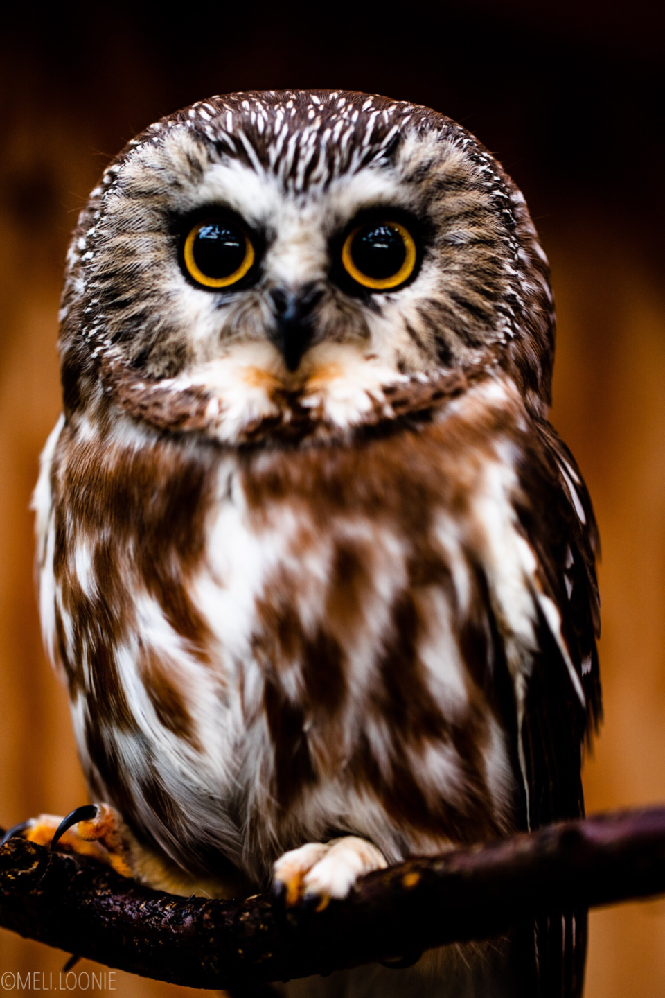 Rescued owl released back home to Texada Island