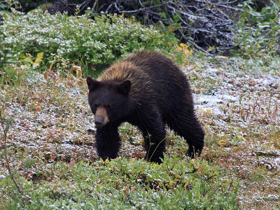 2504_black_bear_wildSafeBC