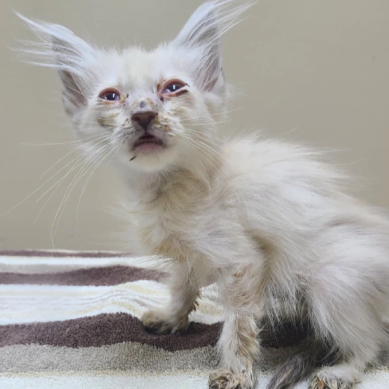 BC SPCA Powell River cares for surrendered cats and kittens