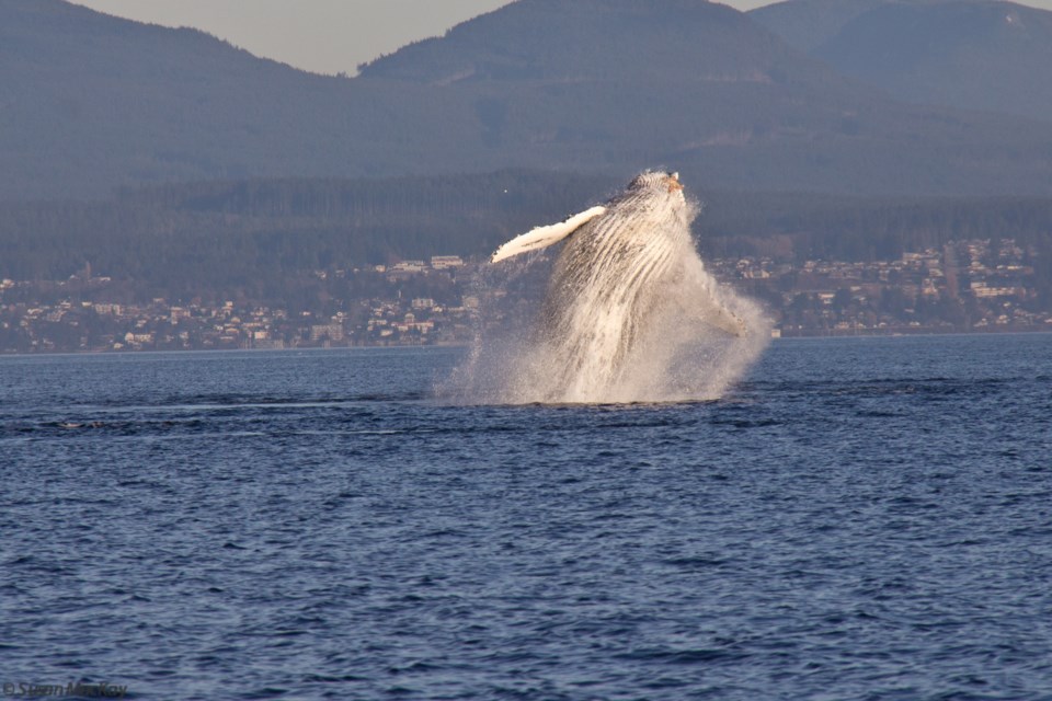 WHALE AWARENESS: Humpbacks have returned to qathet and coastal waters in abundance, which has fascinated whale watchers and photographers in qathet. However, there have been a number of boat strikes colliding with the giant cetaceans as of late. BC now has strict rules around how people navigate around whales and dolphins.

