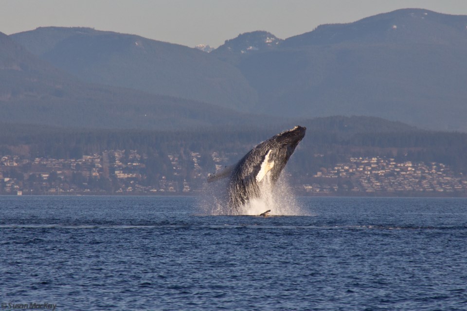 HUMPBACKS ABOUND: Whales and dolphins seemed to appear in record numbers in the qathet region during the spring and summer of 2023. This photo was taken by the director and founder of Wild Ocean Whale Society and captures humpbacks breaching, with City of Powell River in the background.
