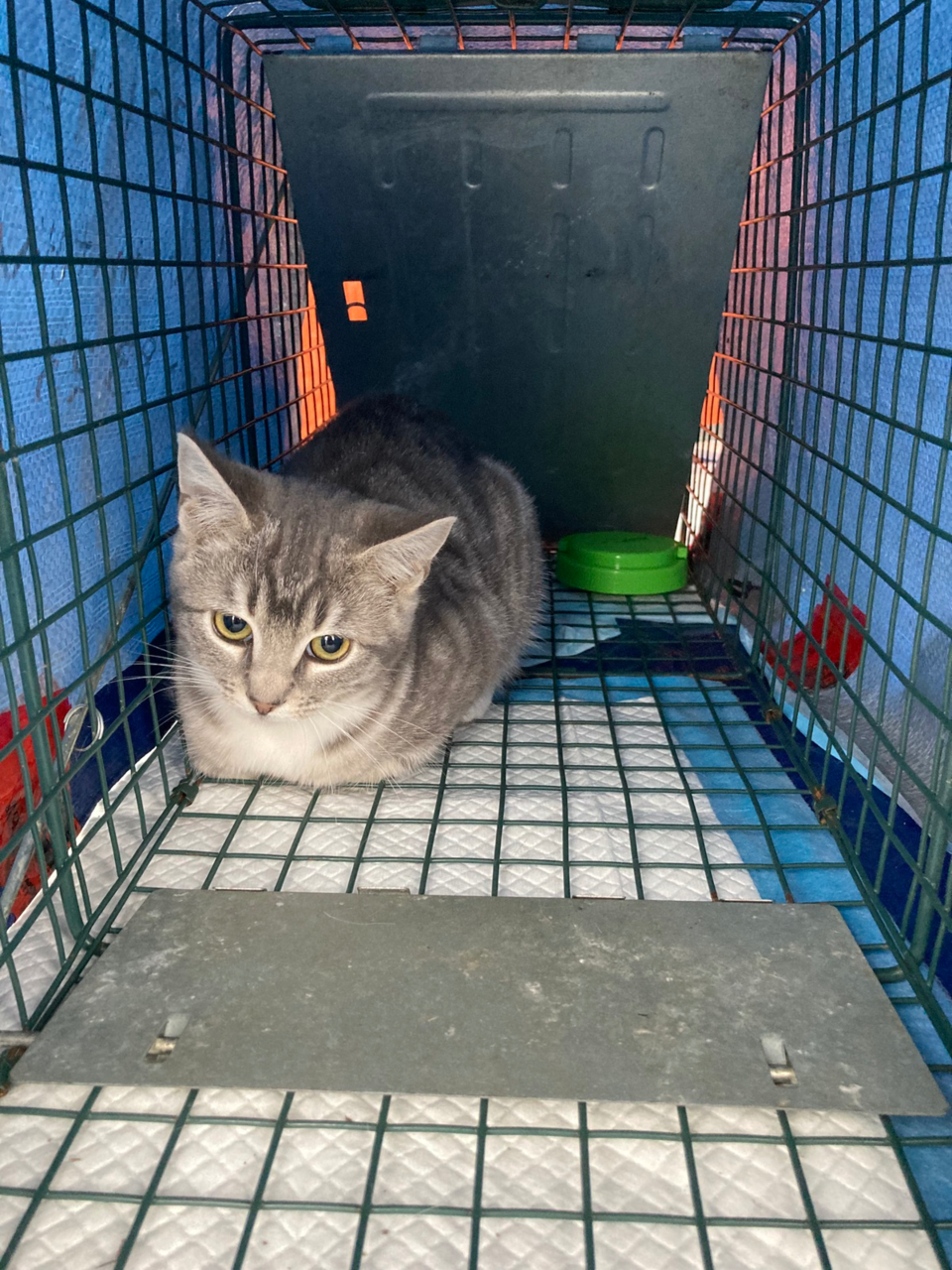 2917_feral_cats