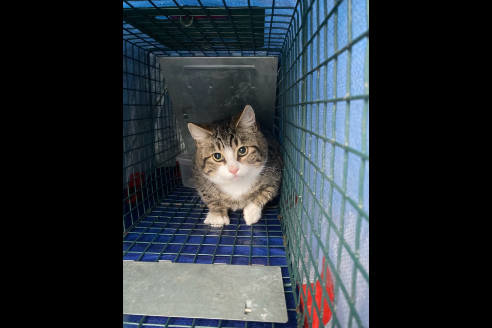 CAT CONUNDRUM: In January 2024, a feral cat rescue and response team was called to a location in Electoral Area A of qathet Regional District. Since then the team has spayed, neutered and adopted out some felines from the colony.