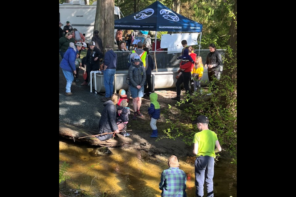 SALMON RELEASE: Folks and families were invited to release thousands of chum salmon into the stream that connects to the ocean at Willingdon Beach Campsite on Friday, April 12.