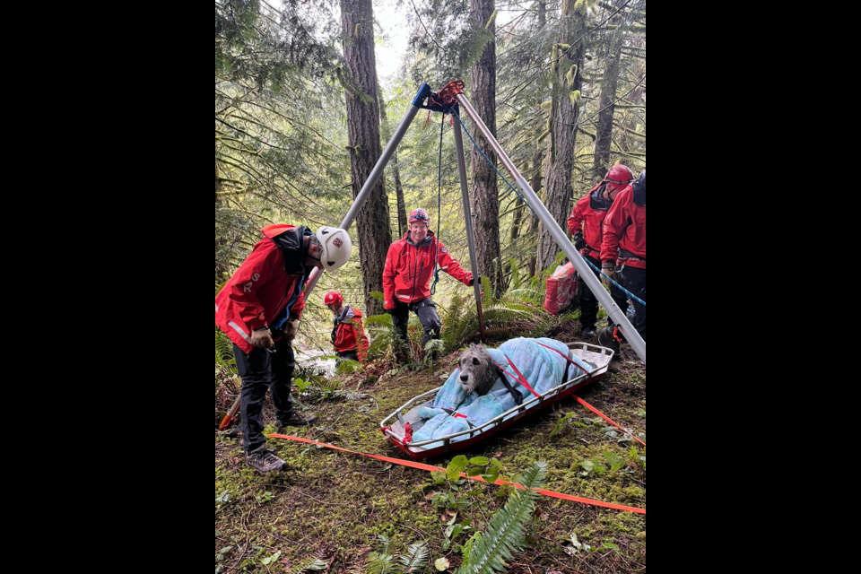 HANGING DOG: Powell River Search and Rescue went out on an unusual call last Thursday afternoon south of town. The team of volunteers used ropes and a stretcher to maneuver a  canine that had fallen down a steep ridge.