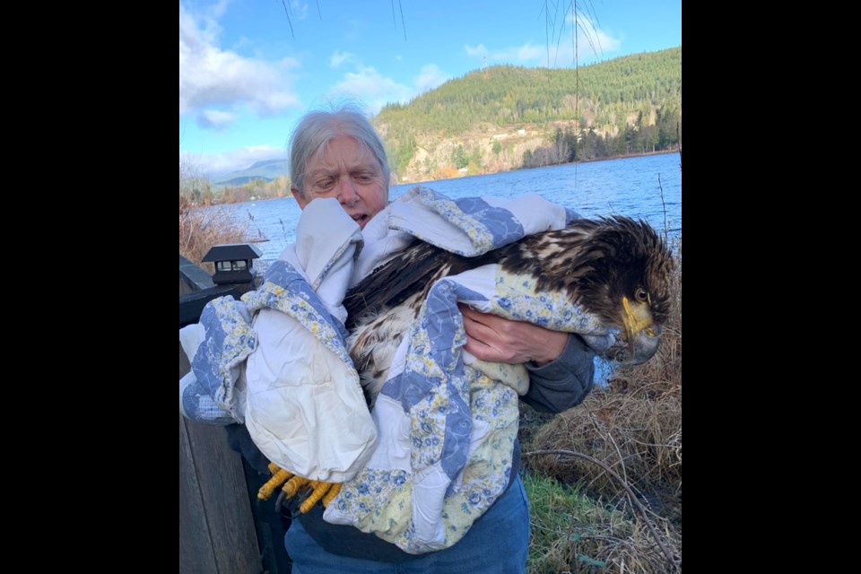 POSSIBLE POISONING: Last week, Powell River Orphaned Wildlife Society received a call about a female juvenile eagle that had been on the ground for a while in the bird sanctuary land by Cranberry Lake.
