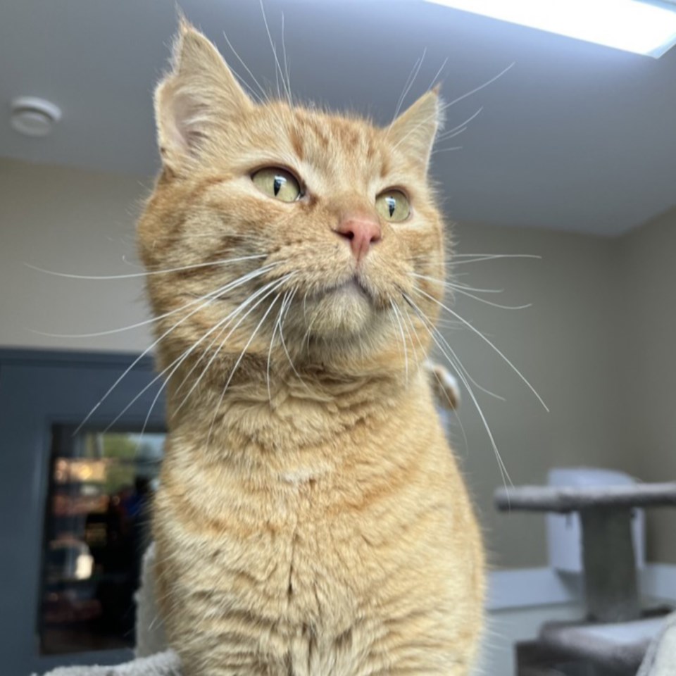 3024_adoptable_spca