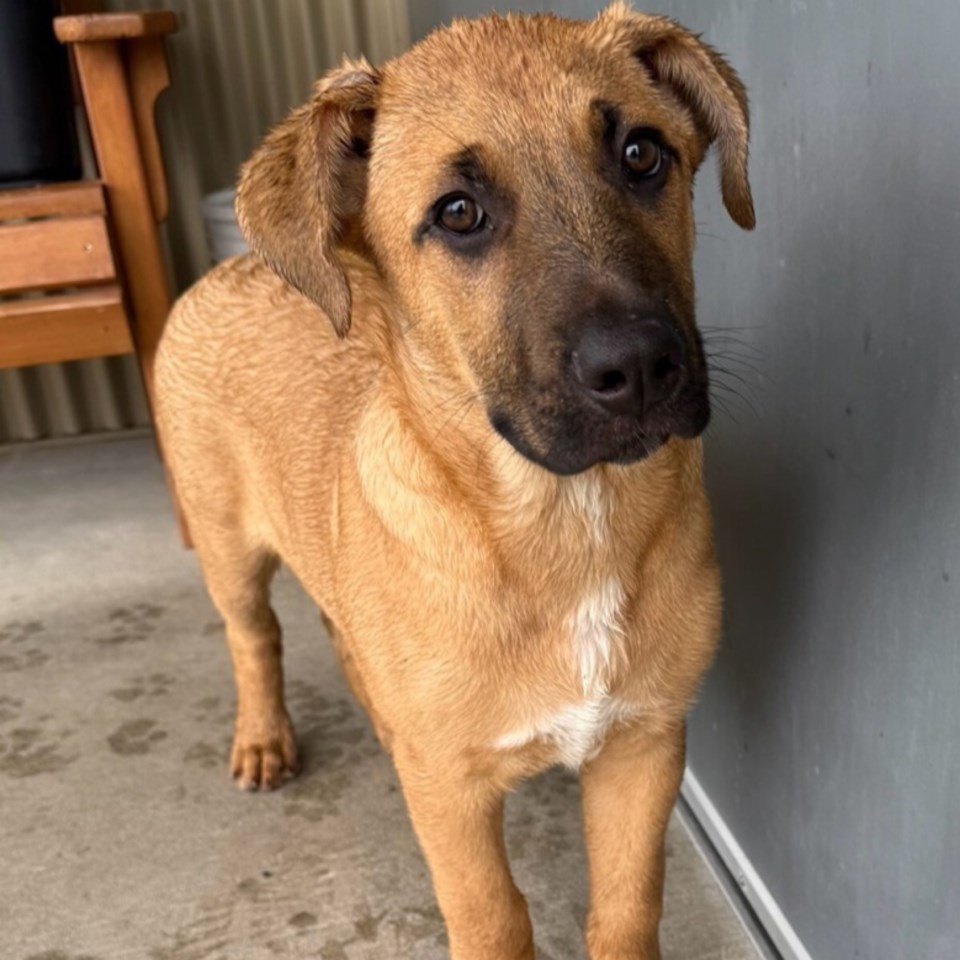 3028_spca_pet_-adoptable