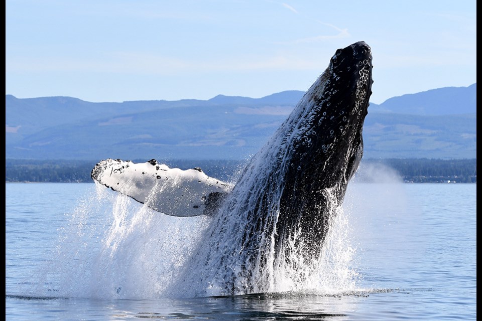 BOUNCING BACK: A humpback whale breaches in the Strait of Georgia near Qualicum Beach. After being extirpated from the area, the whale population has rebounded to record numbers in recent decades.
