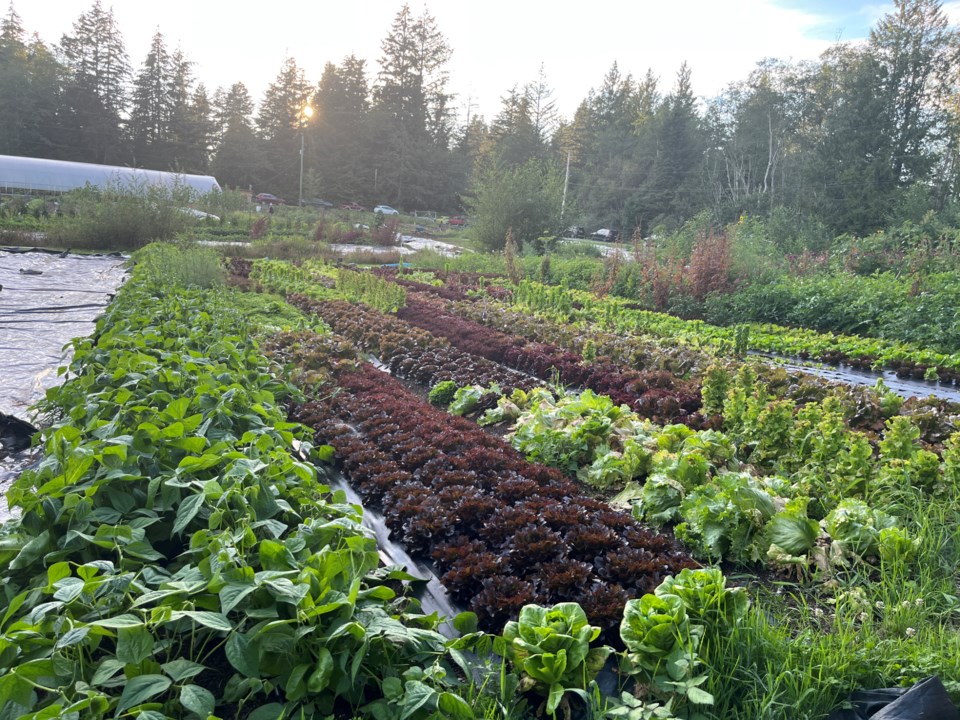 3035_blueberry_commons_farm