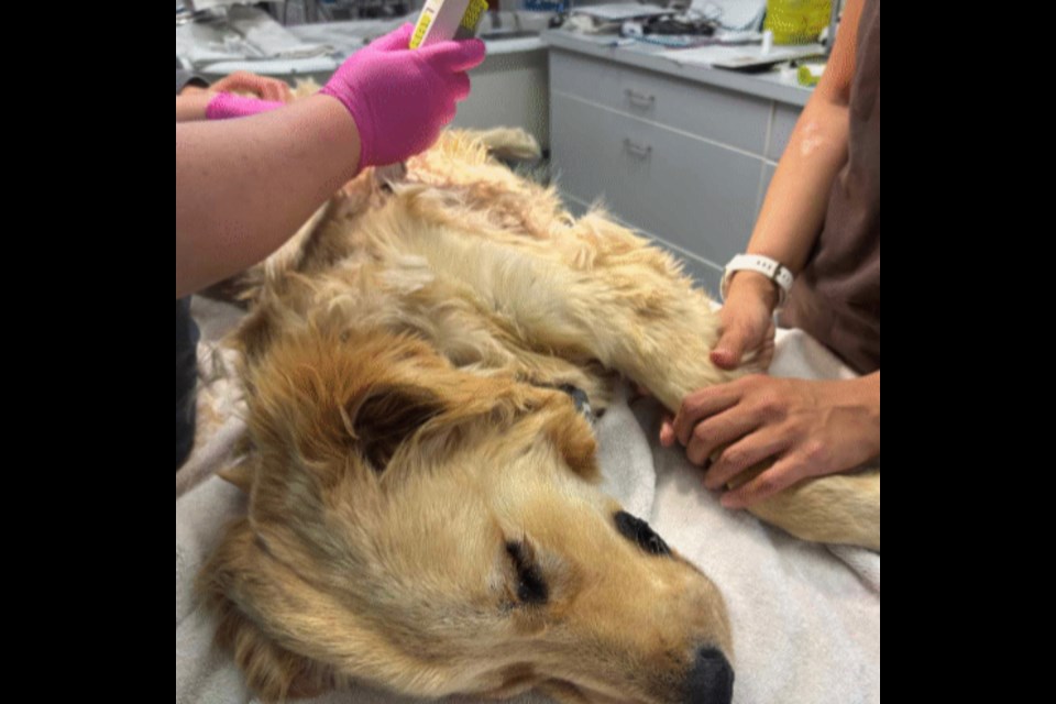 PUPPY PAIN: On June 24, a 6.5-month-old golden retriever puppy was surrendered to the BC SPCA qathet Community Animal Centre with significant wounds requiring urgent veterinary intervention. 

