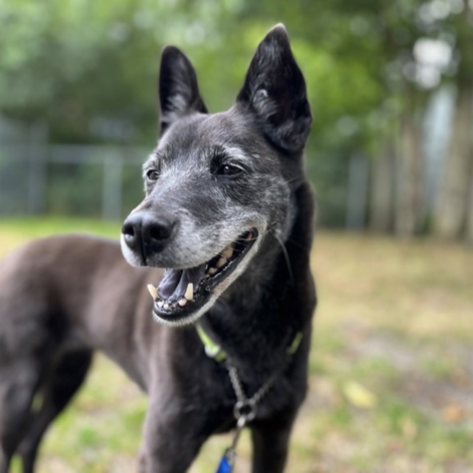 3042_spca_adoptable_dog-1