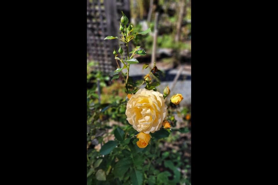 One of Pauline Moseley’s beautiful, healthy, Julia Child roses that blooms into early winter.