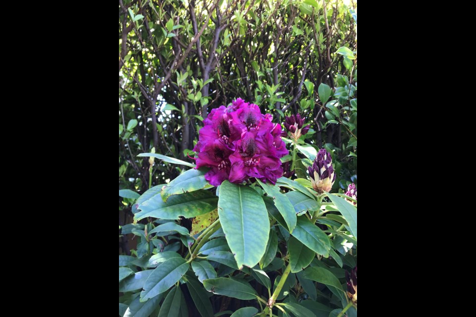 Rhododendrons actually thrived in the hot and dry weather.