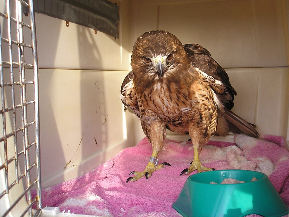 2624_prowls_red_tailed_hawk